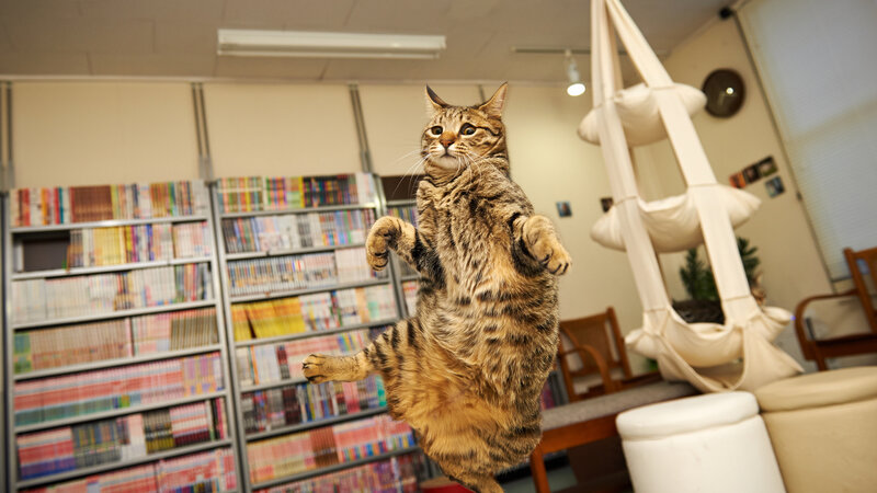 Tabby Cat Jumping — Brown, Playful