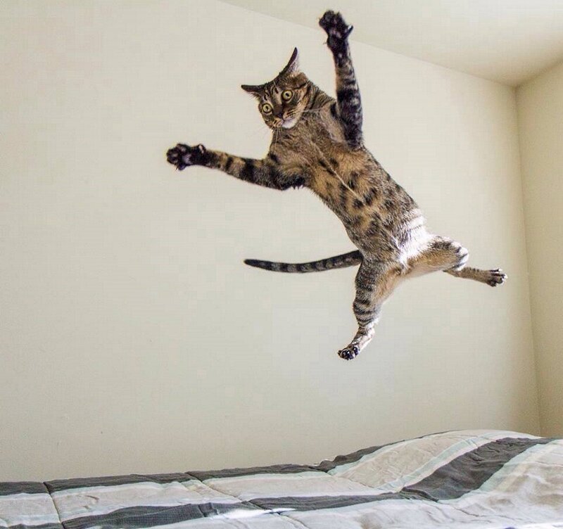 Tabby Cat Jumping — Gray, Dynamic