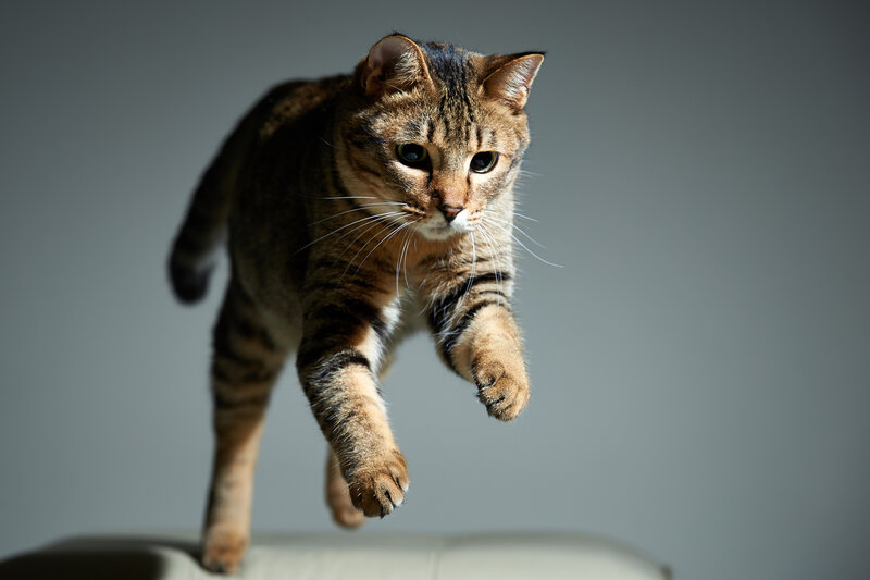 Tabby Cat Jumping — Gray
