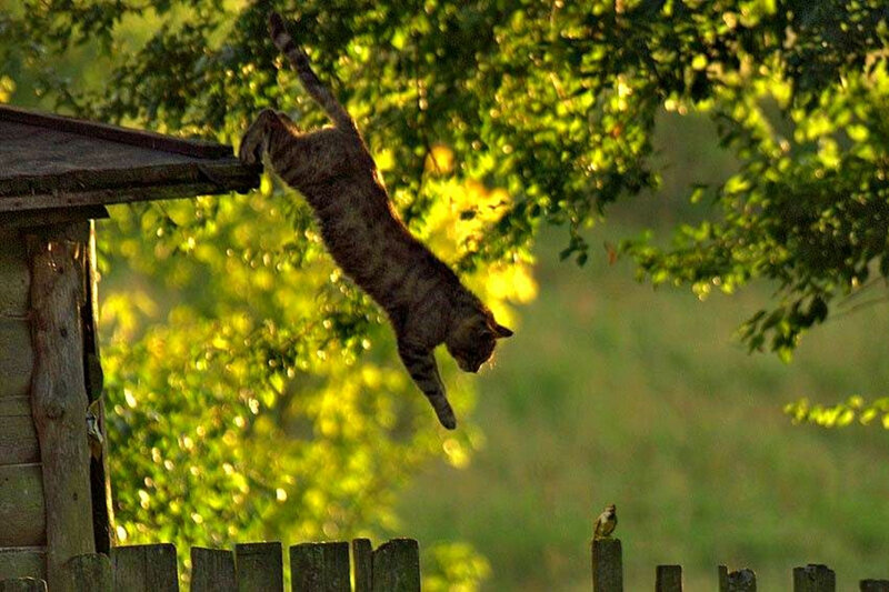 Tabby Cat Jumping — Green, Dramatic