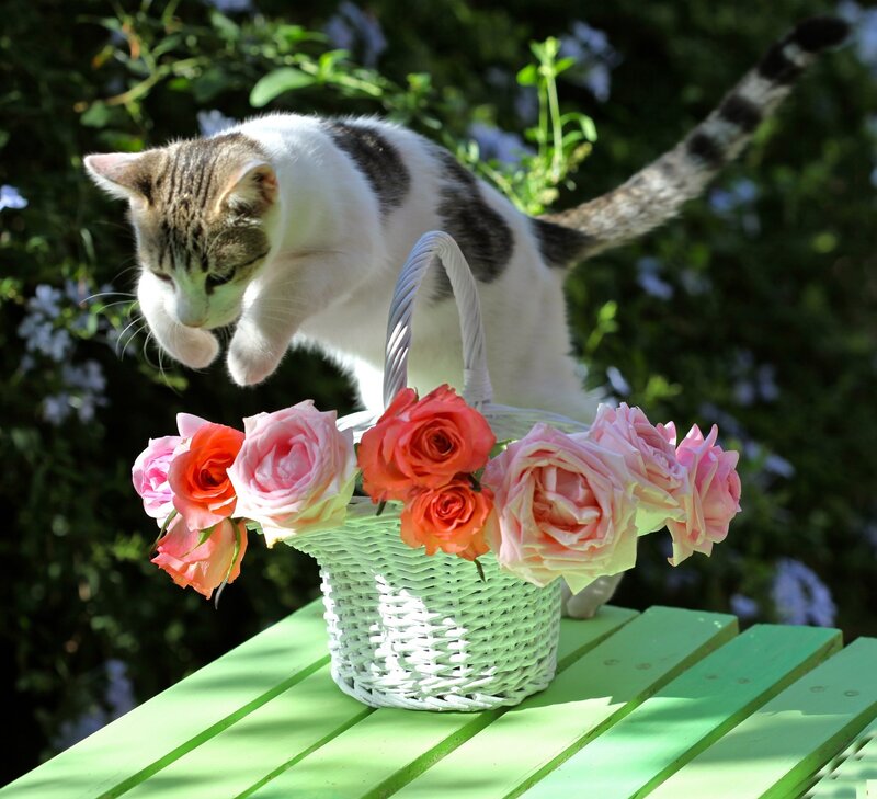 Tabby Cat Jumping — Green, Playful