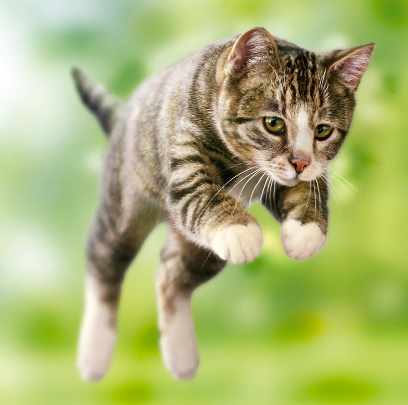 Tabby Cat Jumping — Green