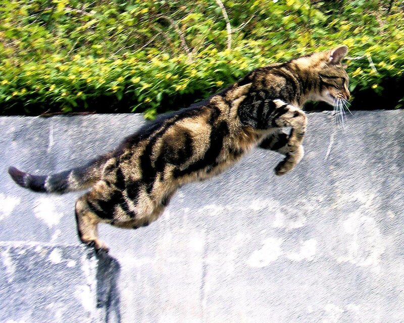 Tabby cat jumping over wall