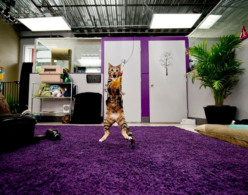 Tabby Cat Jumping — Purple