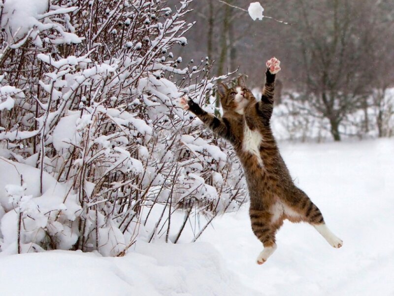 Tabby Cat Jumping