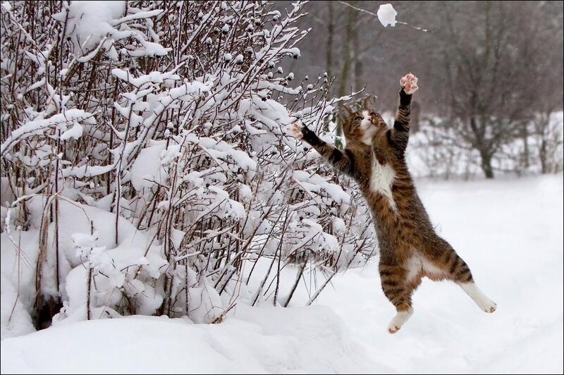 Tabby Cat Jumping — White