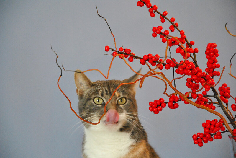 Tabby Cat Licking Berries