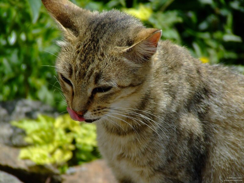 Tabby Cat Licking — Brown, Calm