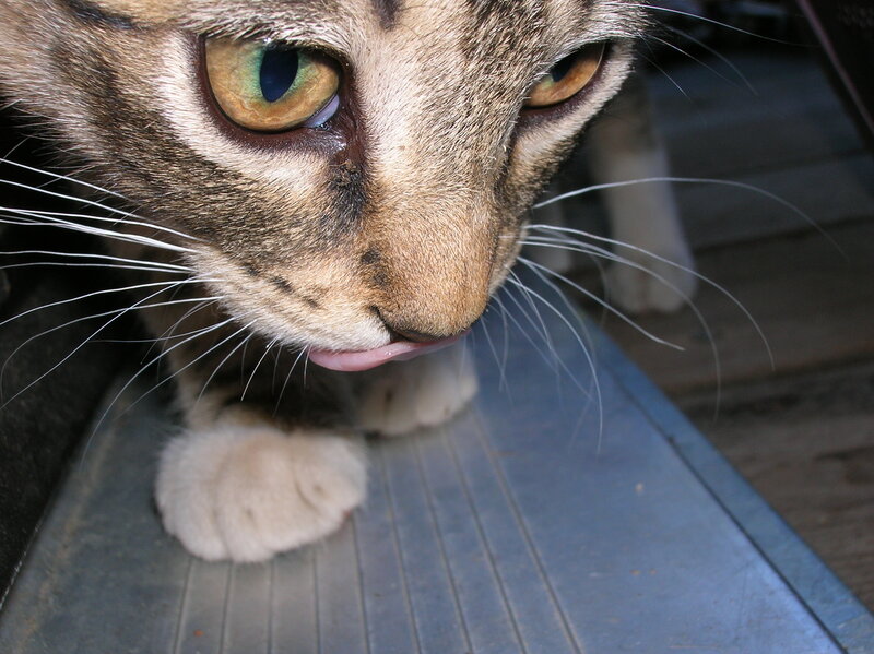 Tabby Cat Licking — Brown