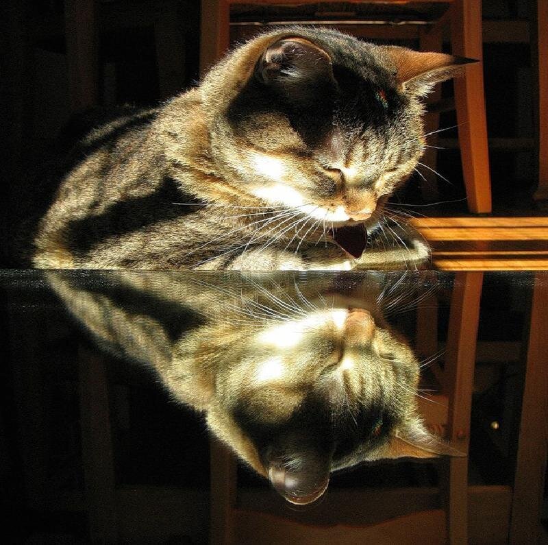 Tabby Cat Licking Fur