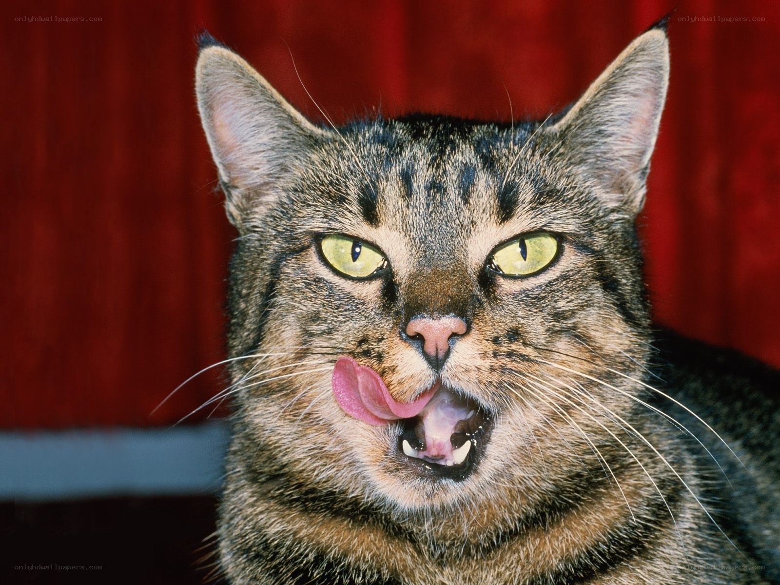 tabby cat licking its lips