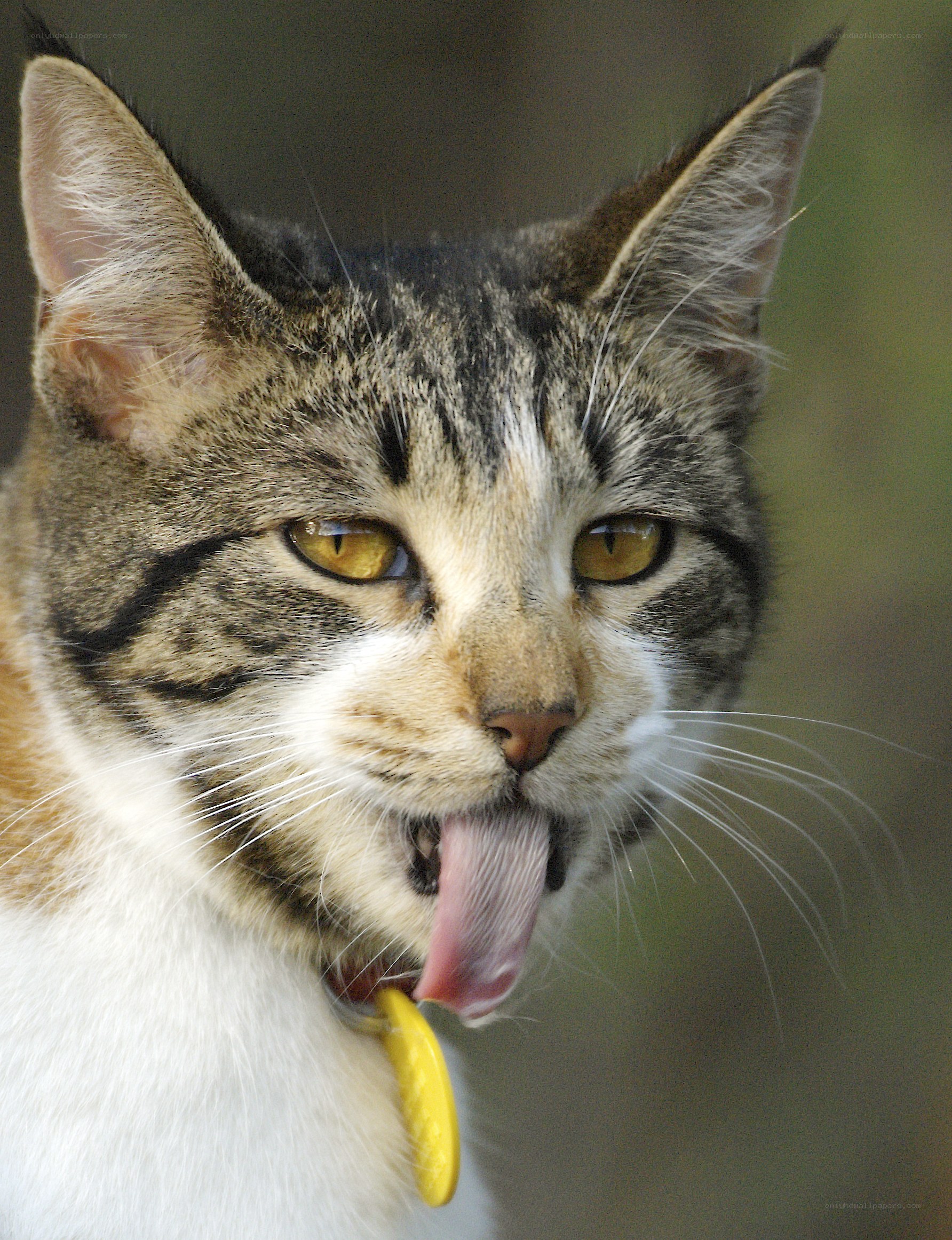 tabby cat licking its lips