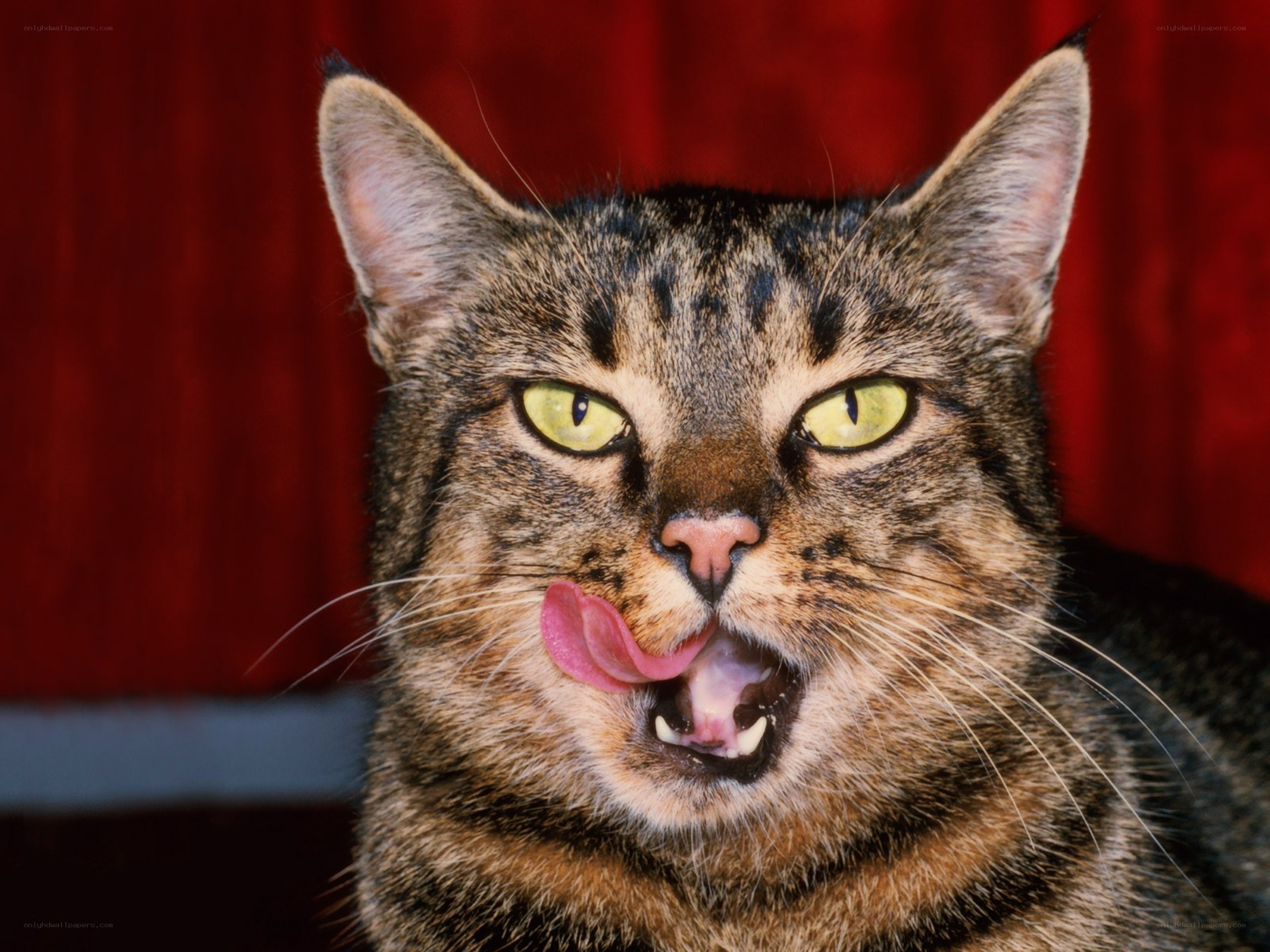 tabby cat licking its lips