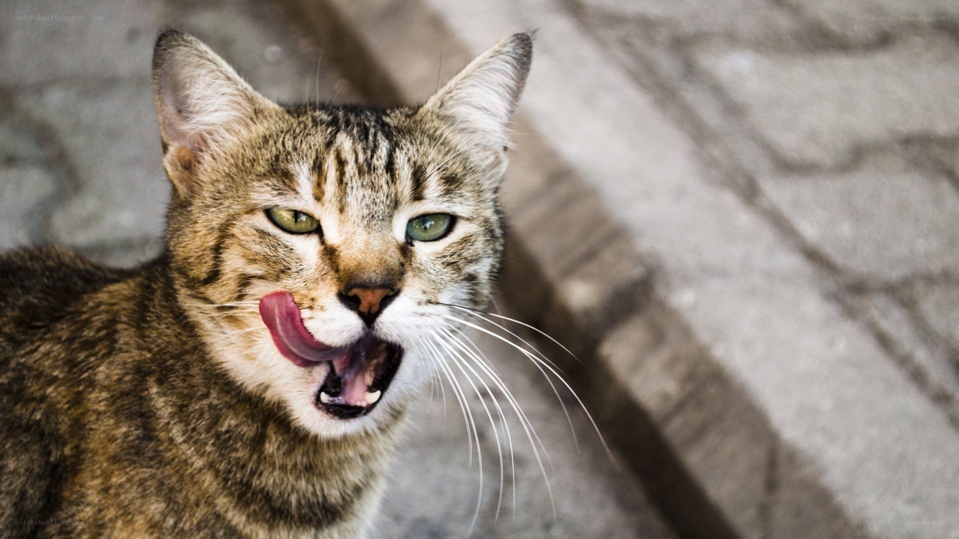tabby cat licking its lips
