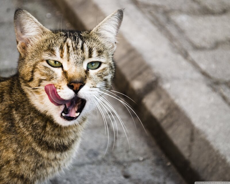 tabby cat licking its lips