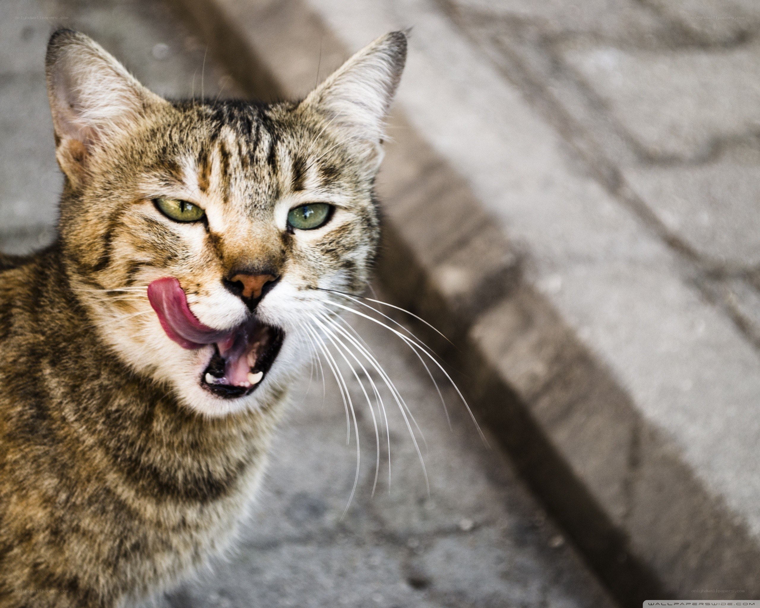 tabby cat licking its lips