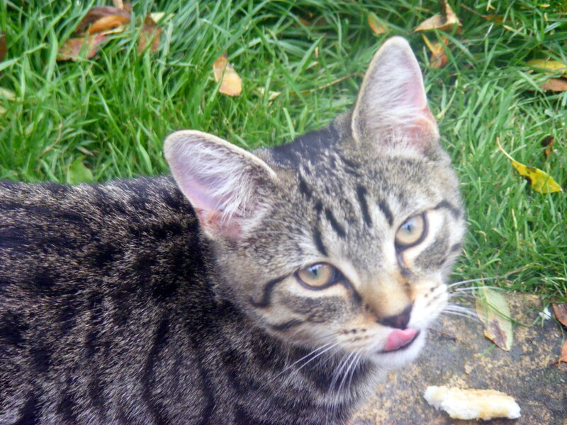 tabby cat licking its lips
