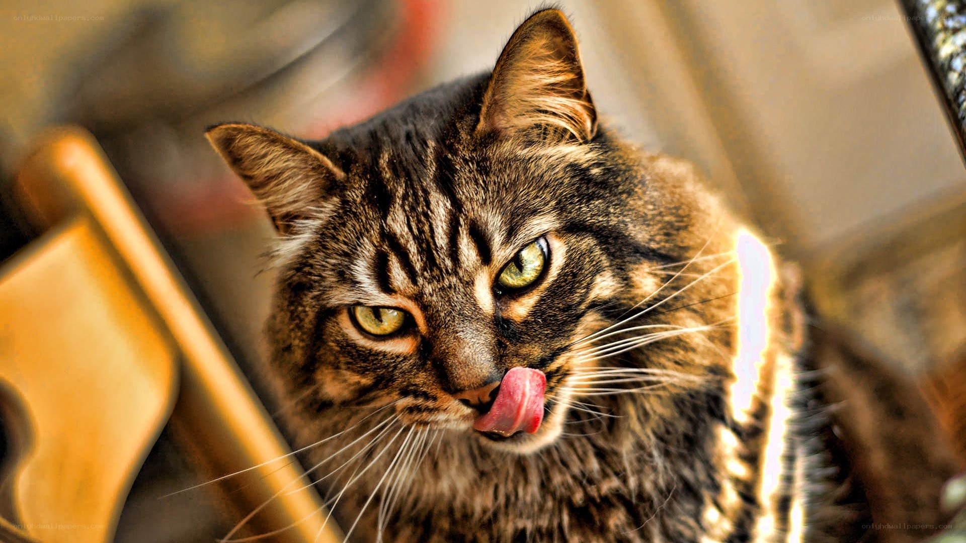 tabby cat licking its nose