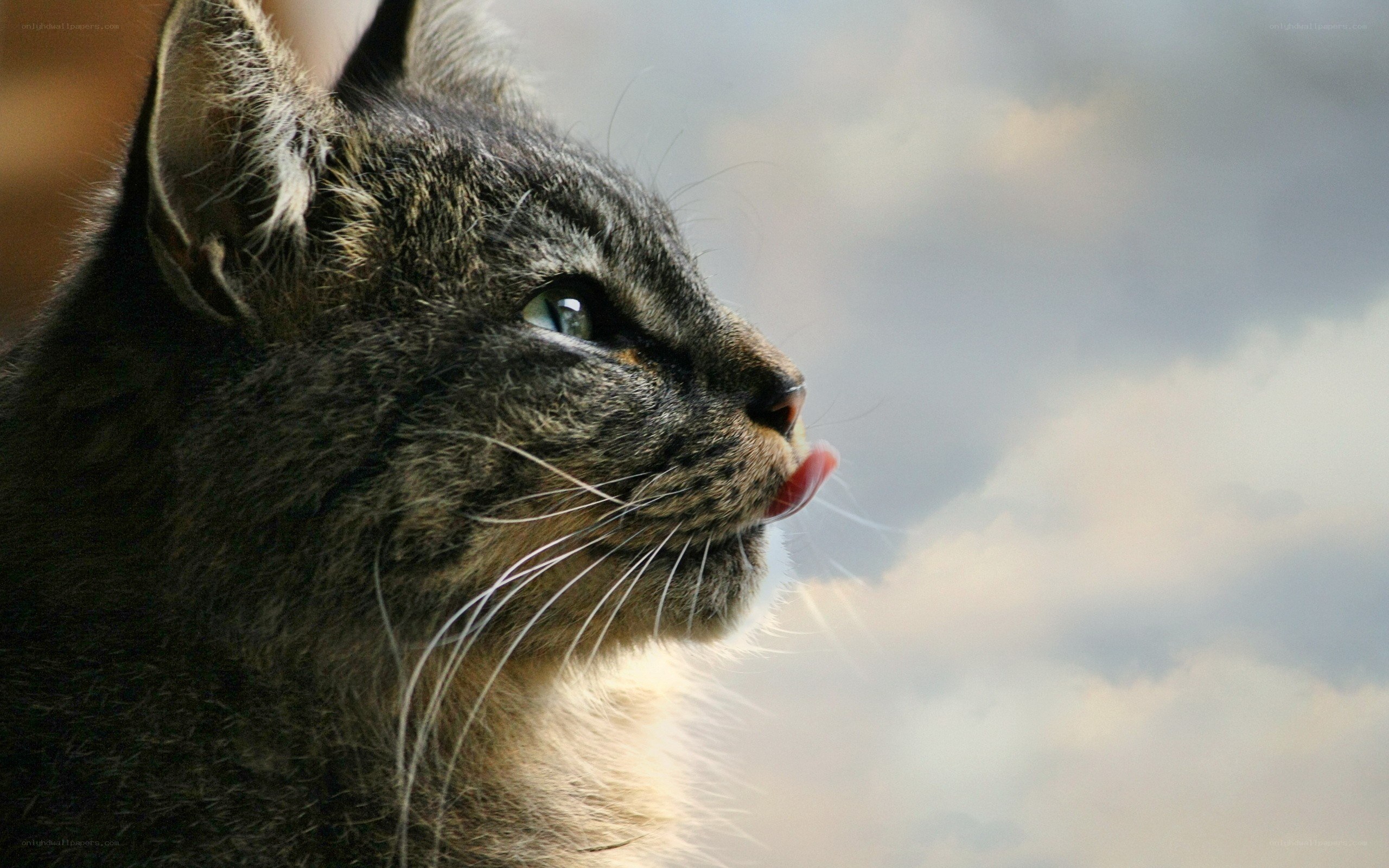 tabby cat licking its nose