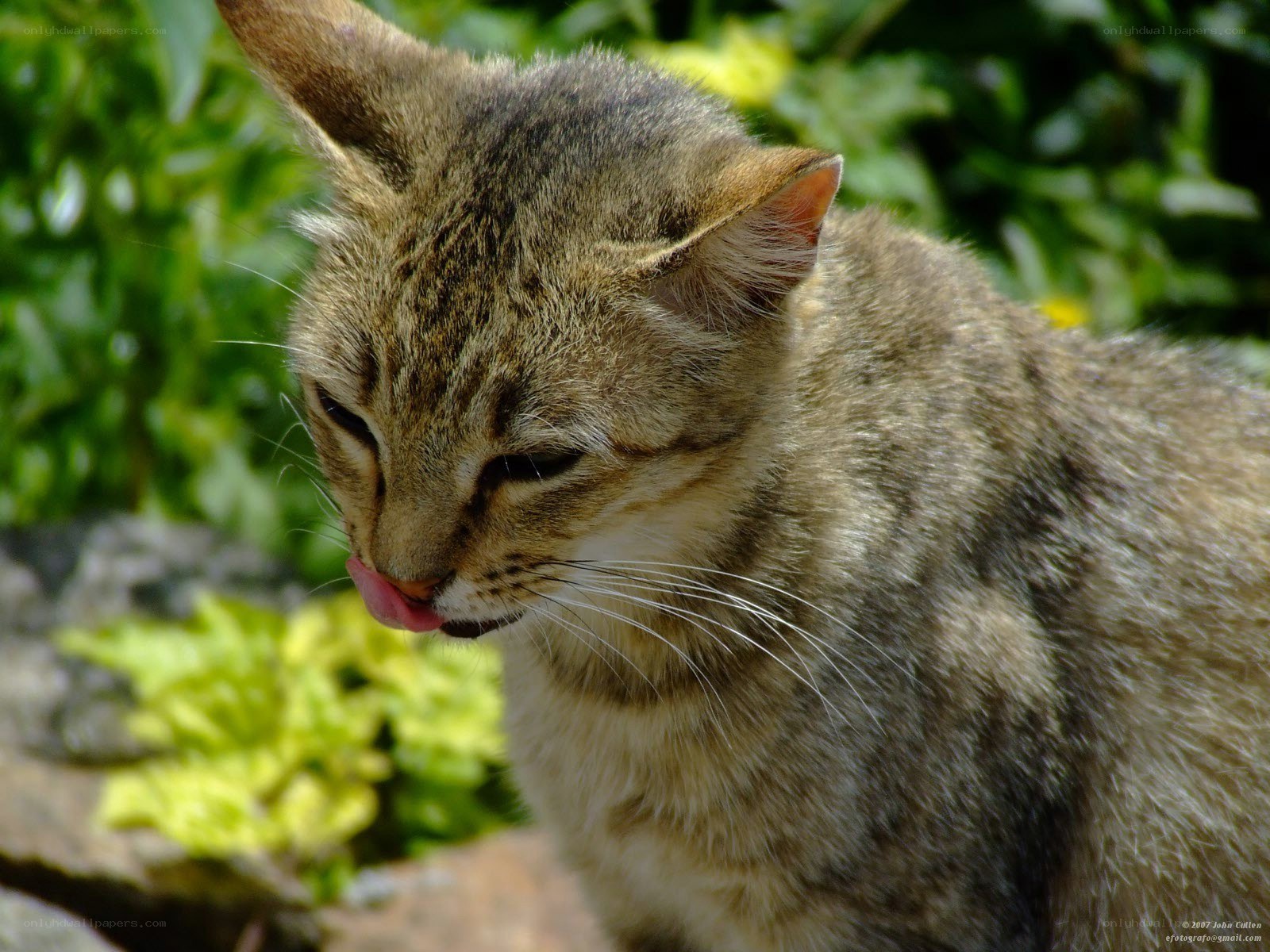 tabby cat licking its nose