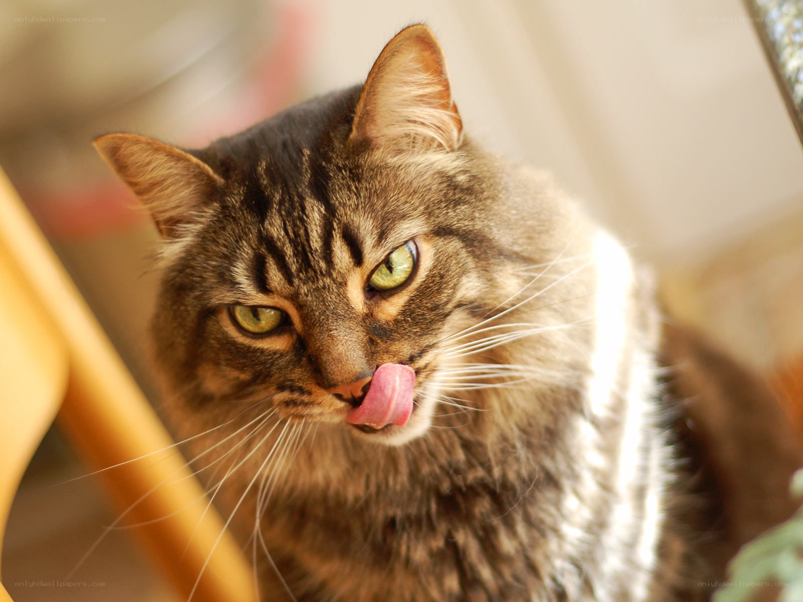 tabby cat licking its nose