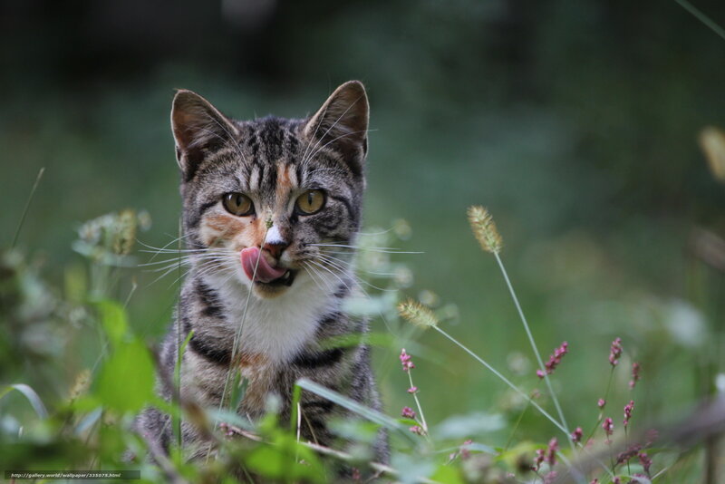 Tabby cat licking its nose