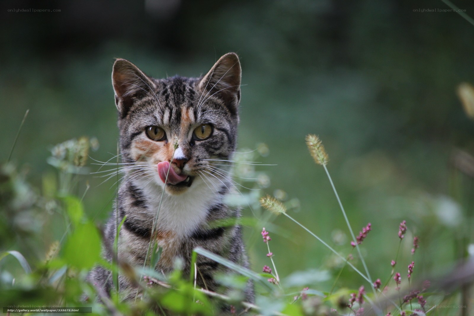 Tabby cat licking its nose