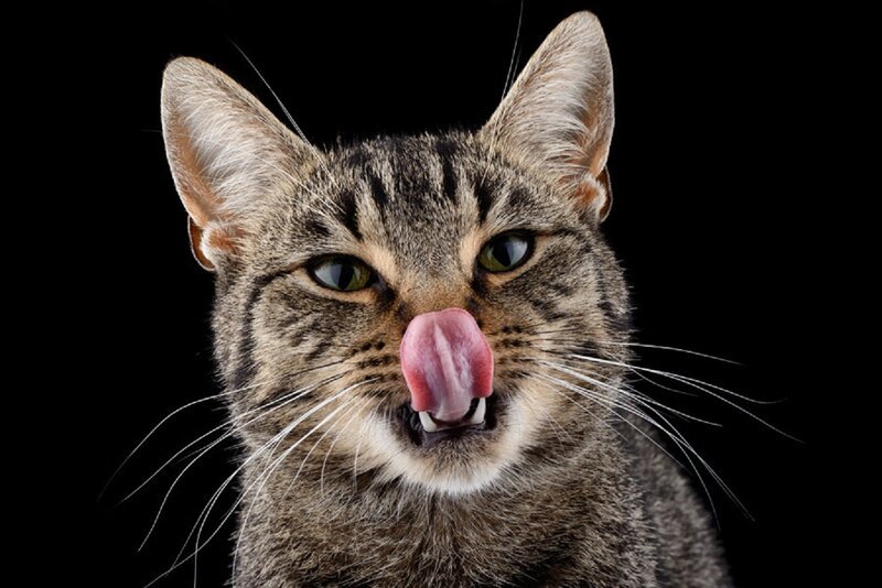 Tabby Cat Licking Nose — Black
