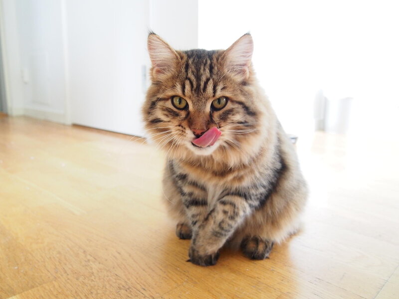 Tabby Cat Licking Nose — Brown, Calm, Morning