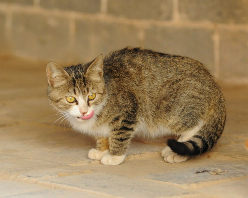Tabby Cat Licking Nose — Brown, Calm, Photograph