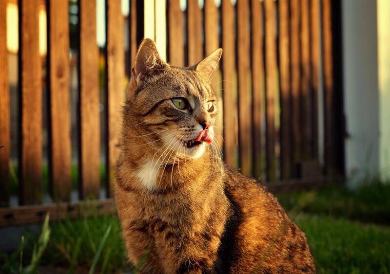 Tabby Cat Licking Nose — Brown, Calm, Sunset