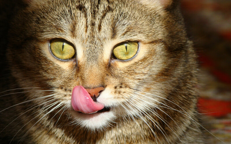 Tabby Cat Licking Nose — Brown, Calm