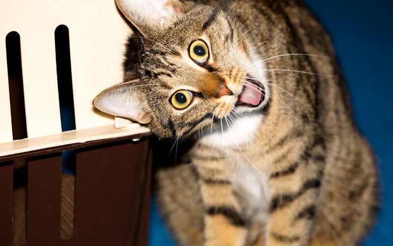 Tabby Cat Licking Nose — Brown, Curious, Photograph, Furniture