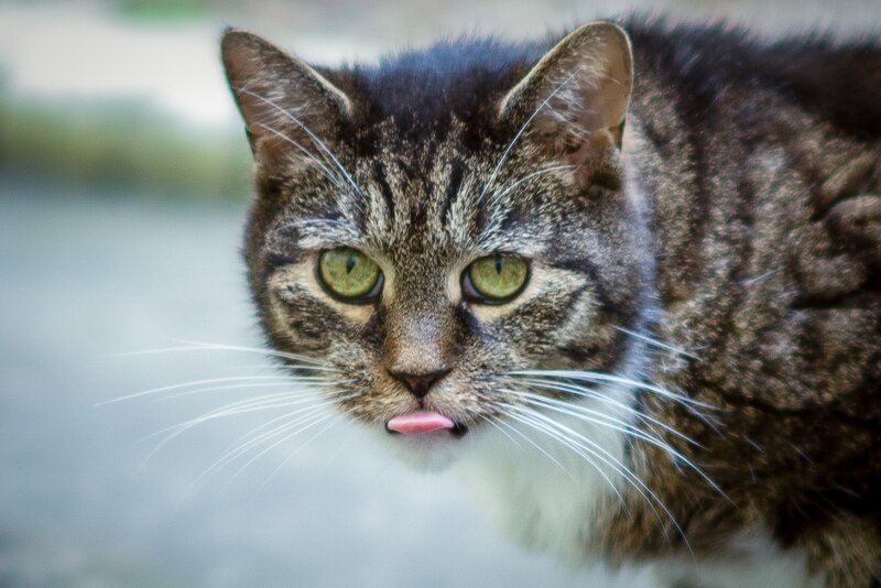 Tabby Cat Licking Nose — Brown, Curious, Photograph