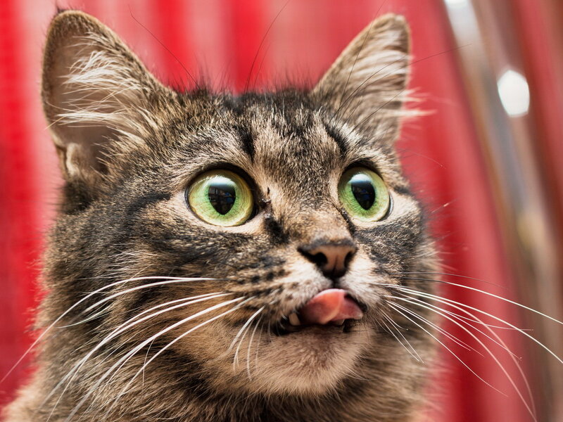 Tabby Cat Licking Nose — Brown, Curious