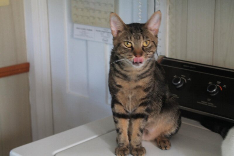 Tabby Cat Licking Nose — Brown, Neutral, Photograph