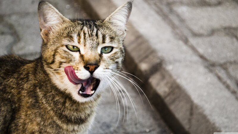 Tabby Cat Licking Nose — Brown, Neutral