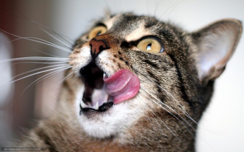 Tabby Cat Licking Nose — Brown, Playful, Photograph