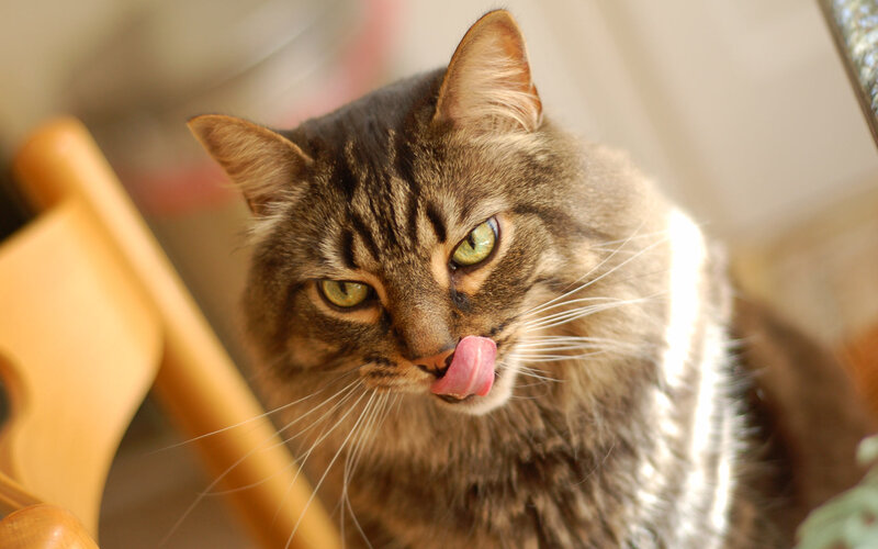 Tabby Cat Licking Nose — Brown