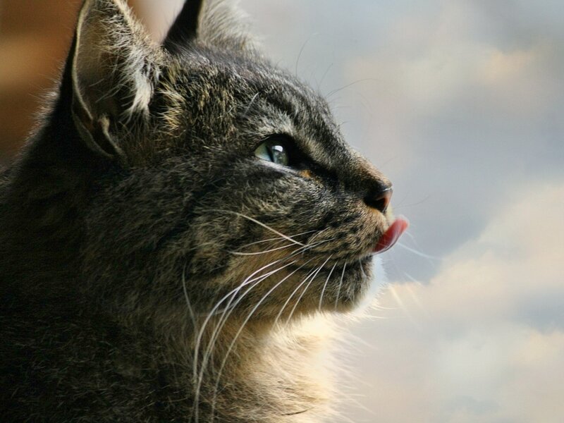 Tabby Cat Licking Nose — Gray, Calm