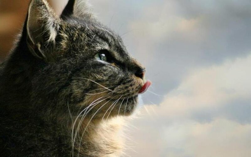 Tabby Cat Licking Nose — Gray