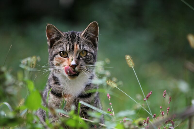 Tabby Cat Licking Nose — Green
