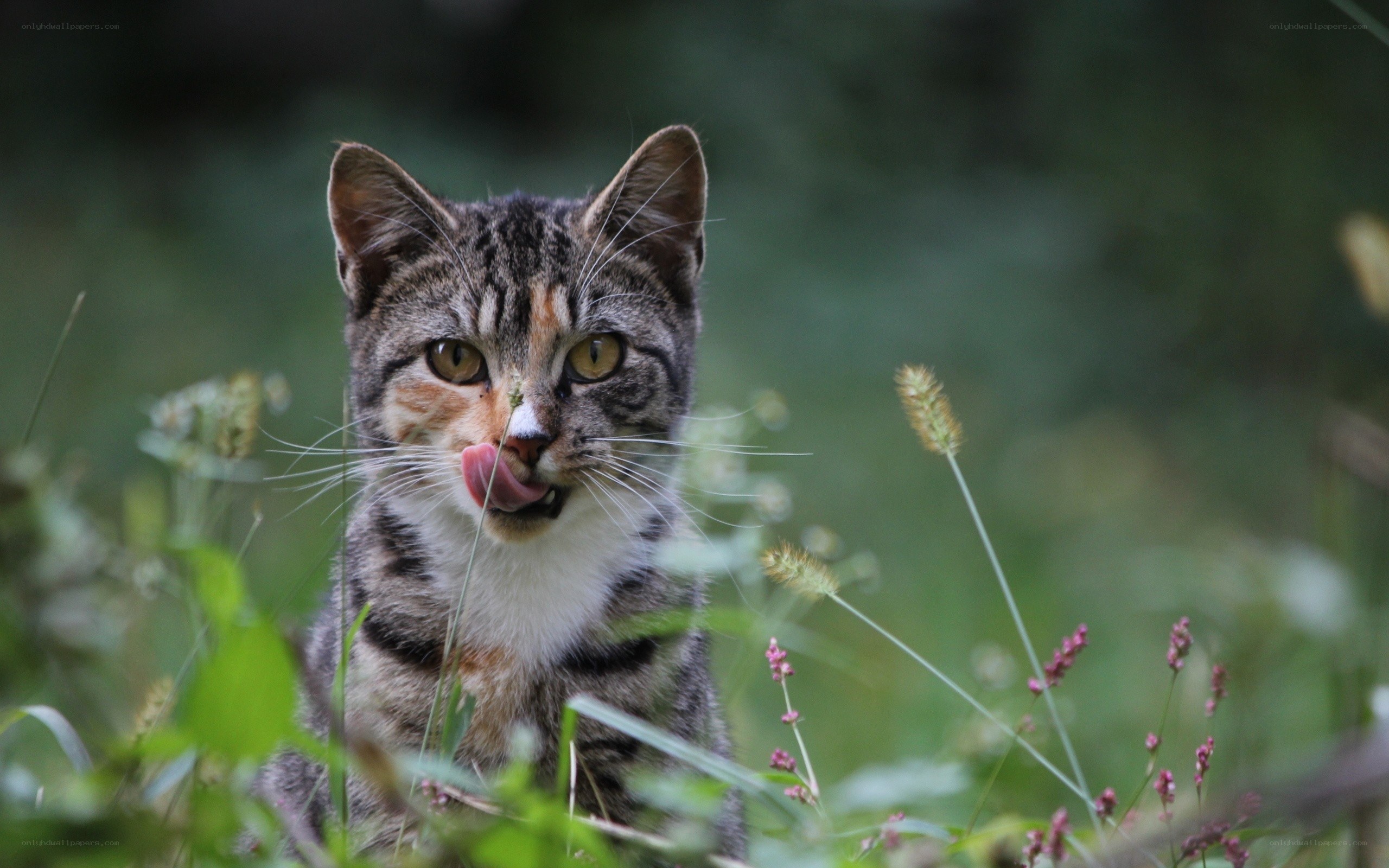 tabby cat licking nose in grass