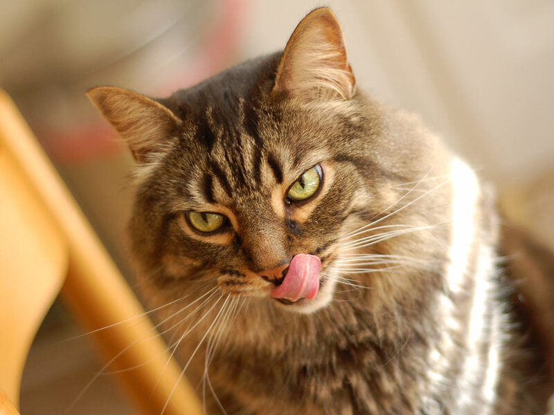 Tabby Cat Licking Nose