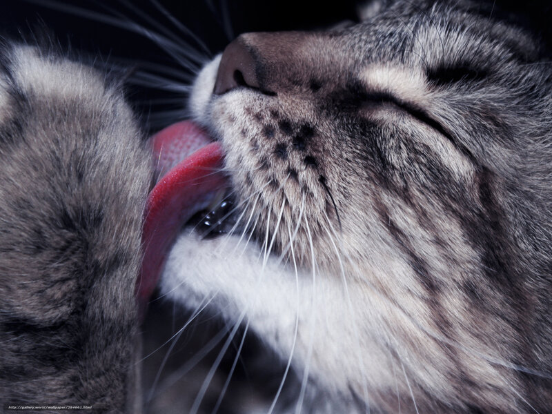 Tabby Cat Licking Paw — Gray