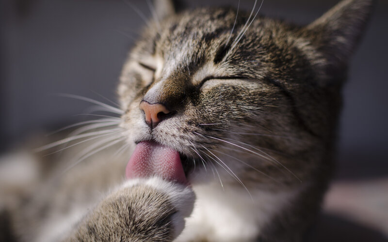 Tabby Cat Licking Paw