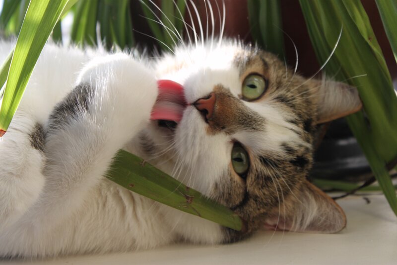 Tabby Cat Licking Paw — White