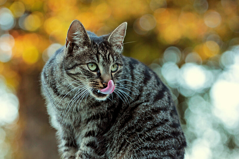 Tabby Cat Licking