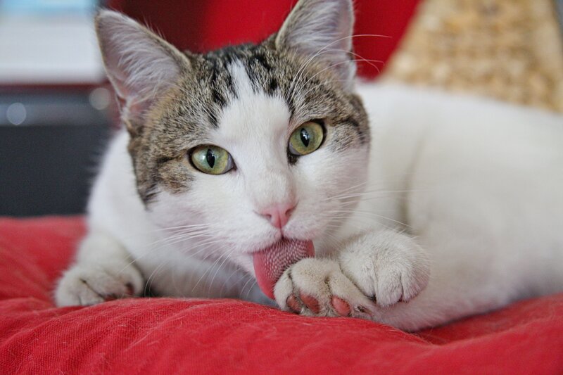 Tabby Cat Licking — White