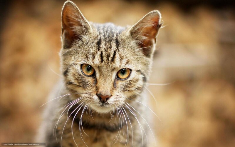Tabby Cat Looking at Camera — Brown, Calm, Photograph